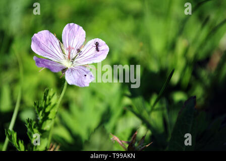 Geranium pratense, der Wiese Kran-Rechnung oder Wiese Geranie mit schwarzen Ameise auf dem Blütenblatt, weiche verschwommen grünen Hintergrund Stockfoto