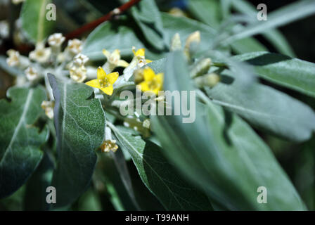 Elaeagnus angustifolia, die gemeinhin als Russische olive Silber Berry, oleaster, Persische, Olive oder wilde Ölzweige mit gelben Blumen und Grün-blau Stockfoto