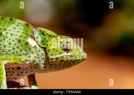 Profil von einem wilden afrikanischen Chamäleon Stockfoto