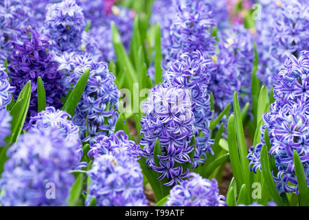 Hyazinthe Blüte im Garten. Makro von Purple Hyazinthe Blumenwiese im Frühjahr Saison. Hyazinthen Blumen als Hintergrund- oder Grußkarte. Stockfoto