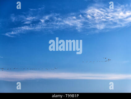 Eine Herde von Enten fliegen über dem Meer in einem klaren blauen sonnigen Himmel Stockfoto