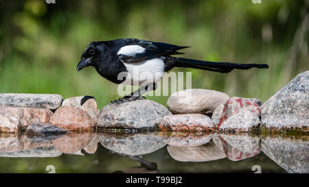 Magpie (Pica Pica) auf ihrer Jagd nach Essen, um die nestlinge, hier auf den Felsen am Teich Stockfoto