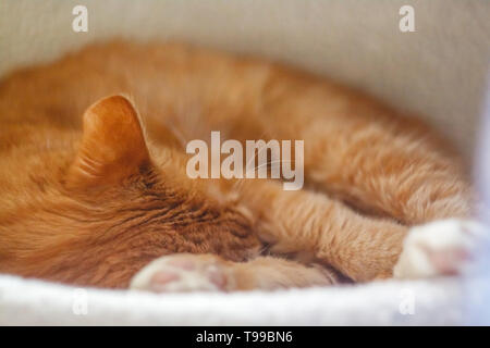 Schöne rote Katze schlafen, close-up. Konzept. Gesunden erholsamen Schlaf und Leben. Stockfoto