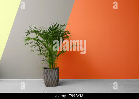 Dekorative Areca Palme in der Nähe der Farbe Wand Stockfoto