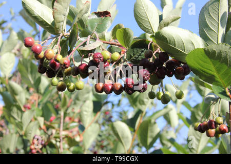 Aronia. Aronia reift in den ländlichen Garten auf dem Hintergrund des blauen Himmels und sonnigen Tag. Nahaufnahme Stockfoto