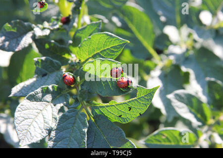 Ein paar Kartoffelkäfer Larven essen grünen Kartoffel Blätter an dem sonnigen Tag Stockfoto