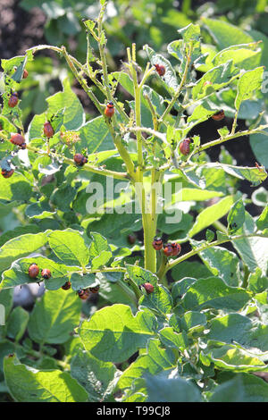 Kartoffelkäfer Larven essen grünen Kartoffel Blätter auf den Bush an der sonnigen Tag Stockfoto