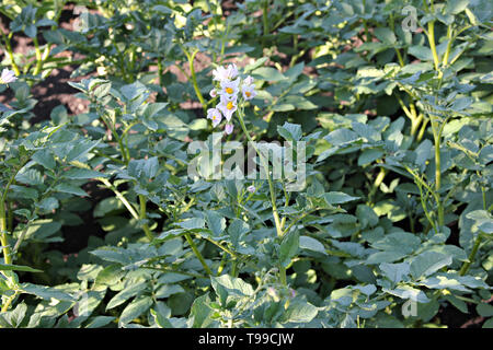 Blüte der Kartoffel auf die grünen Blätter Hintergrund mit Spinne auf die weiße Blume an der sonnigen Tag Stockfoto