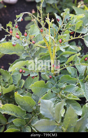 Kartoffelkäfer Larven essen grünen Kartoffel Blätter auf den Bush auf dem bewölkten Tag Stockfoto