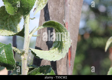 Blattläuse sind saugen Saft der Apfelbaum und Ameisen ist sie weiden auf dem Zweig in die Blätter auf einem blauen Himmel Hintergrund Stockfoto