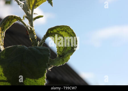 Blattläuse sind saugen Saft der Apfelbaum und ant wird sie weiden auf dem Zweig in die Blätter auf einem blauen Himmel Hintergrund Stockfoto