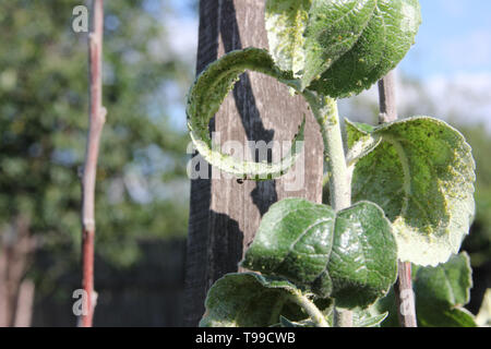 Blattläuse sind saugen Saft der Apfelbaum und ant wird sie weiden auf dem Zweig in die Blätter auf einem blauen Himmel Hintergrund Stockfoto