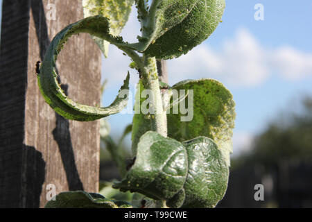 Blattläuse sind saugen Saft der Apfelbaum und Ameisen ist sie weiden auf dem Zweig in die Blätter auf einem blauen Himmel Hintergrund Stockfoto