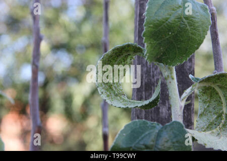 Blattläuse sind saugen Saft der Apple Tree auf dem Zweig in die Blätter auf einem blauen Himmel Hintergrund Stockfoto