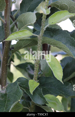 Blattläuse sind saugen Saft der jungen Apfelbaum auf dem Zweig in den Blättern Stockfoto