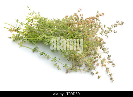 Galium humifusum oder Verbreitung bedstraw isoliert auf Weiss. Stockfoto