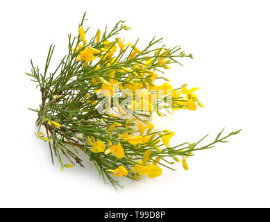 Genista Korsika Blumen auf weißem Hintergrund. Stockfoto