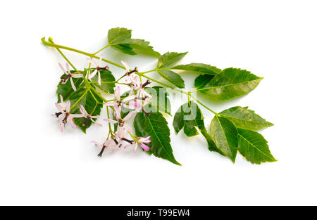 Melia azedarach, chinaberry tree Stolz Indiens Perle - Baum, Kap flieder Syringa berrytree persischer Flieder indische Flieder. Isoliert. Stockfoto