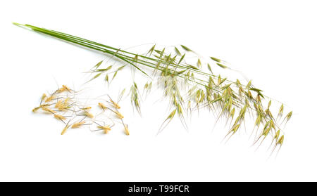 Avena fatuaor Wild Oat. Auf weissem Hintergrund. Stockfoto