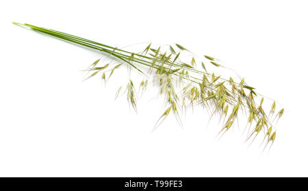 Avena fatuaor Wild Oat. Auf weissem Hintergrund. Stockfoto