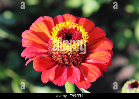 Zinnia elegans. Red schöner Blume im ländlichen Garten auf dem grünen Hintergrund an einem sonnigen Tag Stockfoto