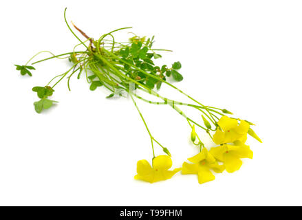 Gelbe Oxalis pes-caprae, Holz - sauerampfer. Auf weissem Hintergrund. Stockfoto