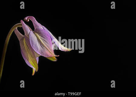 Lila Akelei, Aquilegia vulgaris, auf schwarzem Hintergrund Stockfoto