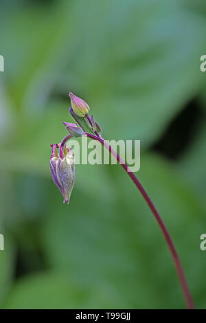 Zwei, die noch geschlossen, deren Knospen columbine Blume Stockfoto