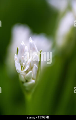 Wilder Knoblauch Blüten detail Stockfoto