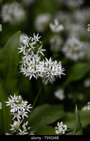 Bärlauch, Allium ursinum, weißen Blüten Stockfoto