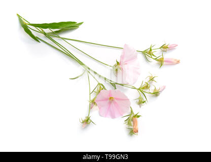 Convolvulus mit geradem Stengel auf weißem Hintergrund Stockfoto