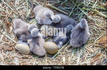 Frisch geschlüpfte Swan cygnets mit Swan Eier. Stockfoto