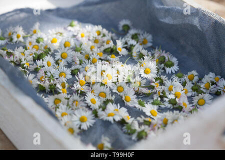 Gänseblümchen consider auf einem Tablett, Gänseblümchen ernten, Ernte, Kräuterernte, Kräutersammeln, Ausdauerndes Gänseblümchen, mehrjähriges Gänseblü Stockfoto