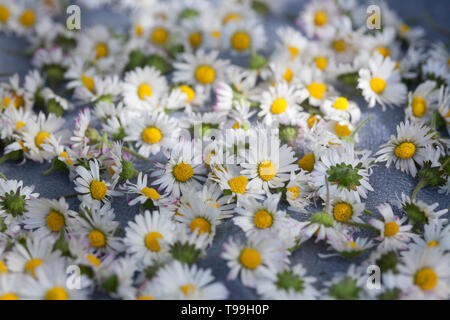 Gänseblümchen consider auf einem Tablett, Gänseblümchen ernten, Ernte, Kräuterernte, Kräutersammeln, Ausdauerndes Gänseblümchen, mehrjähriges Gänseblü Stockfoto