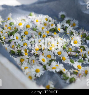 Gänseblümchen consider auf einem Tablett, Gänseblümchen ernten, Ernte, Kräuterernte, Kräutersammeln, Ausdauerndes Gänseblümchen, mehrjähriges Gänseblü Stockfoto