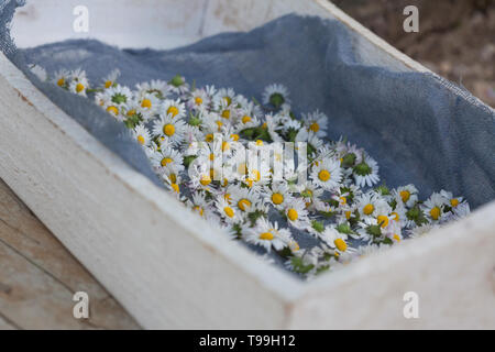 Gänseblümchen consider auf einem Tablett, Gänseblümchen ernten, Ernte, Kräuterernte, Kräutersammeln, Ausdauerndes Gänseblümchen, mehrjähriges Gänseblü Stockfoto