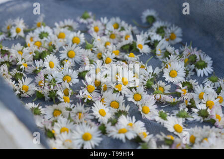 Gänseblümchen consider auf einem Tablett, Gänseblümchen ernten, Ernte, Kräuterernte, Kräutersammeln, Ausdauerndes Gänseblümchen, mehrjähriges Gänseblü Stockfoto