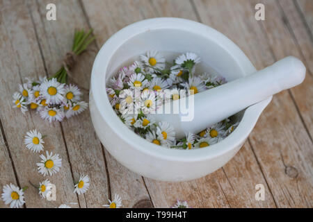 Gänseblümchen werdener in einem Mörser gemahlen, Gänseblümchen ernten, Ernte, Kräuterernte, Kräutersammeln, Ausdauerndes Gänseblümchen, mehrjähriges Gän Stockfoto