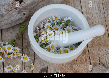 Gänseblümchen werdener in einem Mörser gemahlen, Gänseblümchen ernten, Ernte, Kräuterernte, Kräutersammeln, Ausdauerndes Gänseblümchen, mehrjähriges Gän Stockfoto