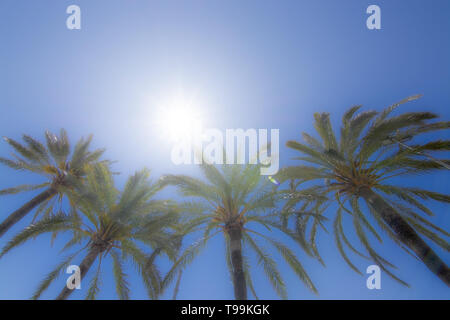 Helle Sonne mit Strahlen Sternenhimmel erstrahlt über Palmen am blauen Himmel, globale Erwärmung, Urlaub oder Freiheit Konzept Stockfoto