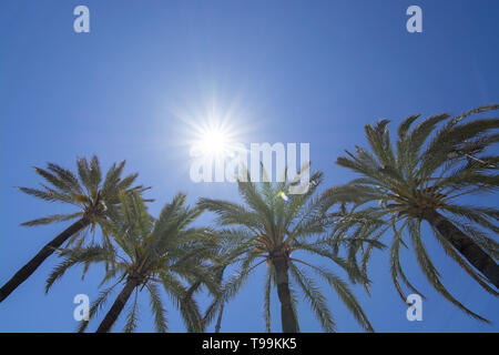 Helle Sonne mit Strahlen Sternenhimmel erstrahlt über Palmen am blauen Himmel, globale Erwärmung, Urlaub oder Freiheit Konzept Stockfoto