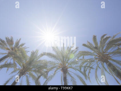 Helle Sonne mit Strahlen Sternenhimmel erstrahlt über Palmen am blauen Himmel, globale Erwärmung, Urlaub oder Freiheit Konzept Stockfoto