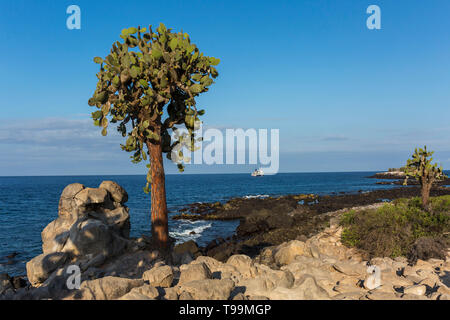 Feigenkakteen Bäume (Opunti echios) auf South Plaza Insel mit einem kleinen Kreuzfahrtschiff offshore - Galapagos Islands National Park Stockfoto