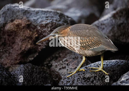 Juvenile gestreift Heron (Butorides Striata) Stalking, seine Beute auf einem felsigen Küste - Insel Santa Cruz, Galapagos Stockfoto