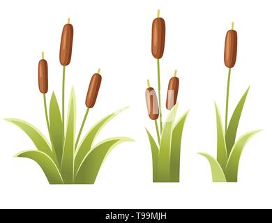 Satz von Schilf im grünen Gras. Reed Anlage. Grüne canegrass Sumpf. Flache Vector Illustration auf weißem Hintergrund. Clip Art für dekorieren Sumpf. Stock Vektor