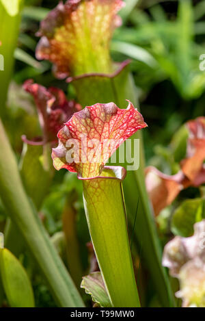 Close-up Sarracenia Blume oder Papagei Kannenpflanze Stockfoto
