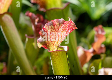 Close-up Sarracenia Blume oder Papagei Kannenpflanze Stockfoto