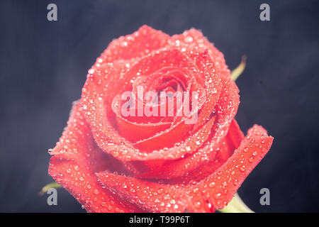 Schöne rote Rose mit regen Tropfen über schwarzen Hintergrund abgedeckt. Close Up. Stockfoto