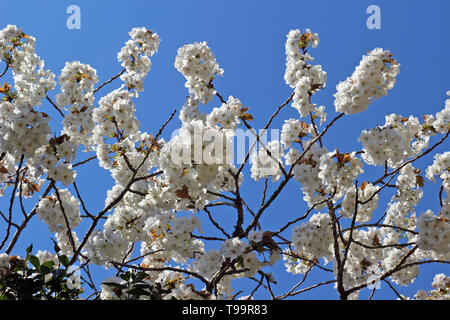 White Spring Blossom auf einen Kirschbaum Stockfoto