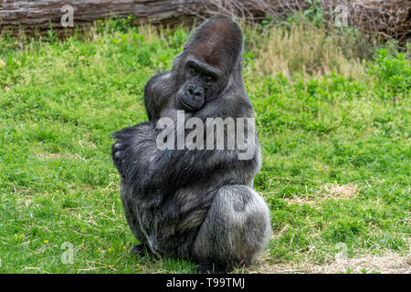 Silberrücken gorilla Portrait zu Ihnen schauen Stockfoto